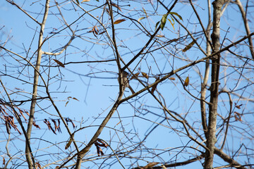 Curious Tufted-Titmouse