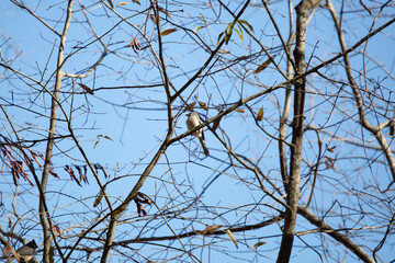 Tufted-Titmouse Bird