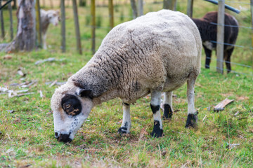 Free range sheep eating grass. New Zealand rural farm. 