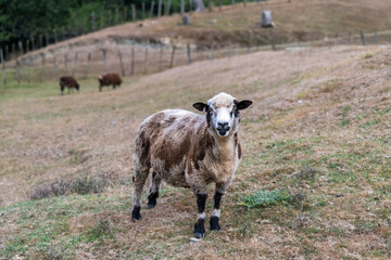 Obraz premium Free-range sheep eating grass. New Zealand rural farm. 