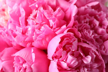 Closeup view of beautiful pink peony flowers