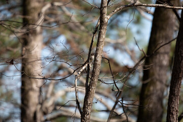 Eastern Phoebe Foraging