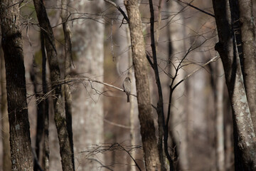 Curious Eastern Phoebe