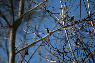 Majestic Eastern Phoebe