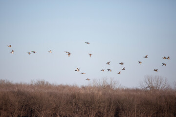 Large Flock of Ducks in Flight