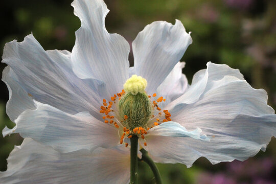 白色のロムネヤの花