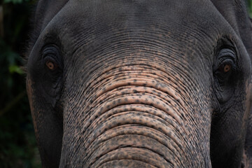 asian elephant face, eye and trunk texture with forest background.