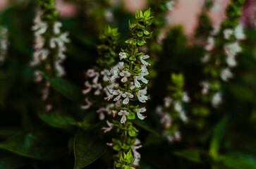 close up of a basil