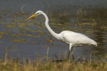 Eastern Great Egret in Queensland Australia
