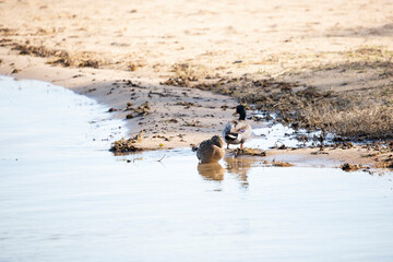 Cute Mallard Drake