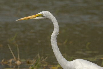 Eastern Great Egret in Queensland Australia