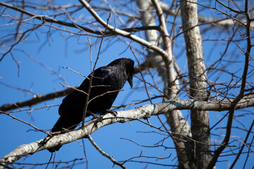 Curious Fish Crow