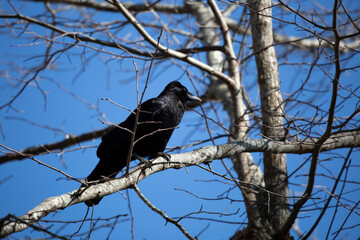 Fish Crow Looking Out