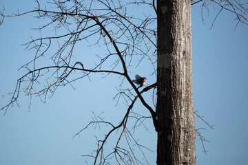 Eastern Bluebird Landing