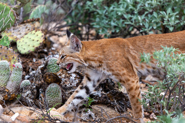 A bobcat, Lynx rufus, on the prowl, hunting in the Sonoran Desert off the Linda Vista trail. Prickly pear, cholla cacti and brittlebush green and vibrant after monsoon rains. Oro Valley, Arizona, USA.