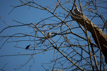 Curious Chipping Sparrow