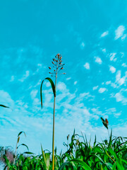 blue sky and grass