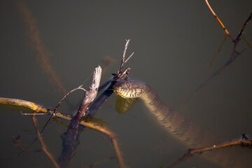 Diamondback Water Snake Flicking Its Tongue