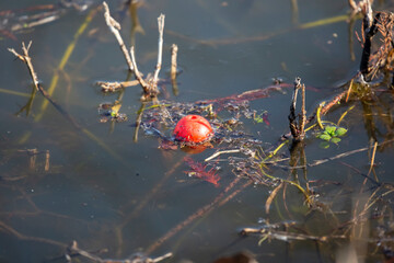 Red and Orange Fishing Bobber Floating in Murky Water with Environmental Plastic Pollution Concept © Brandy McKnight