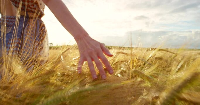 Closeup hand touching wheat on farm, rye or barely and walking in remote countryside farming estate and feeling free. Carefree woman enjoying fresh air, serene landscape or quiet nature conservation