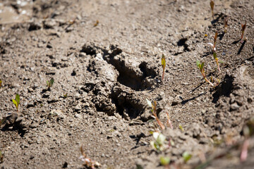 Feral Hog Track