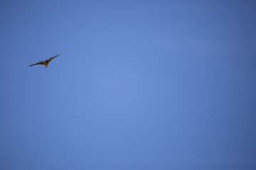 Barn Swallow in Flight