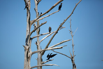 Double-Crested Cormorants and European Starlings