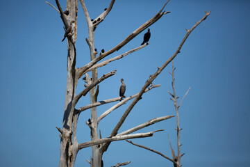 European Starlings and Double-Crested Cormorants