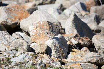 Vesper Sparrow