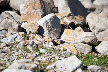 Vesper Sparrow