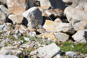 Fototapeta na wymiar Vesper Sparrow on the Ground