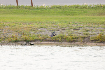 Immature Green Heron in Flight