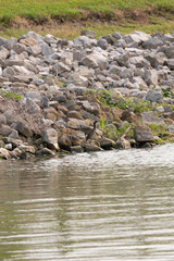 Immature Green Heron