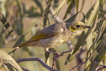 Grey-fronted Honeyeater in Queensland Australia