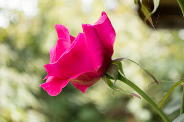flor de rosa con pétalos rosados