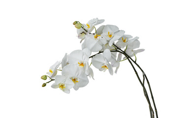 Branch of beautiful white orchid isolated on white background include clipping path.
