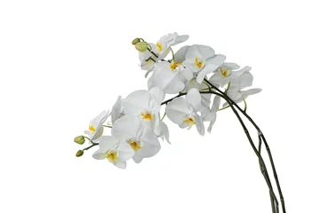 Türaufkleber Branch of beautiful white orchid isolated on white background include clipping path. © banphote