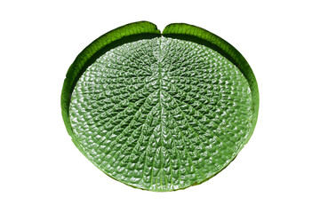 Green lotus leaves isolated on white background include clipping path. Giant Amazon water lily leaf
