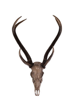 Deer antlers isolated on a white background include clipping path.
