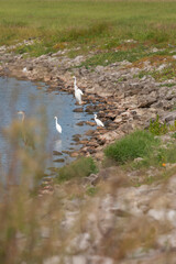 Snowy Egrets Hunting with Great Egret and Great Blue Heron