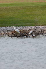 Snowy and Great Egrets Foraging