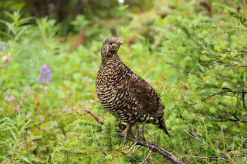 Ptarmigan on the Branch