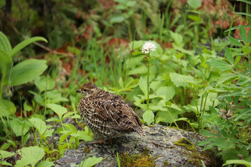 Ptarmigan from Behind 
