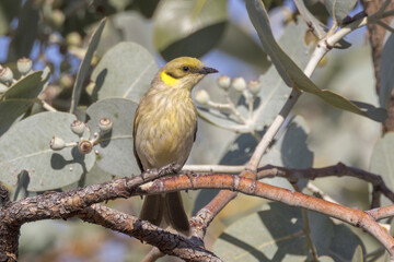 Grey-fronted Honeyeater in Queensland Australia