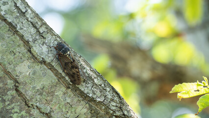 日本の油蝉・アブラゼミ