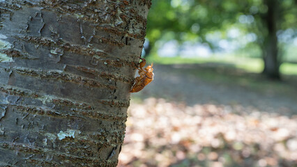 木にとまるセミの抜け殻