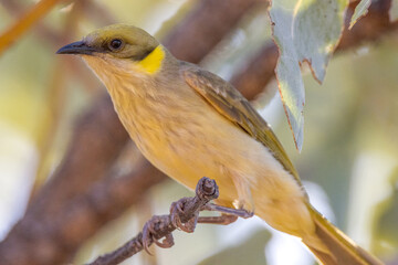 Grey-fronted Honeyeater in Queensland Australia