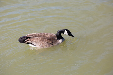 Canada Goose Swimming