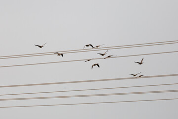 Flock of Canada Geese near Power Lines