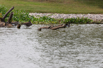 Fototapeta premium Canada Geese